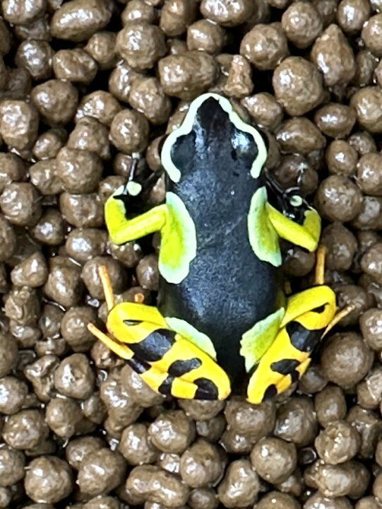 楽天市場】【BearsFrog】バロンアデガエル マンテラ 約2～3cm 1匹 