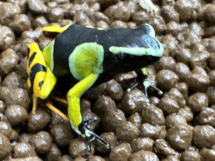 楽天市場】【BearsFrog】バロンアデガエル マンテラ 約2～3cm 1匹 