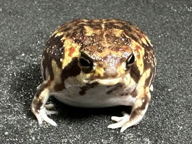 【BearsFrog】アメフクラガエル　約3~4cm　1匹