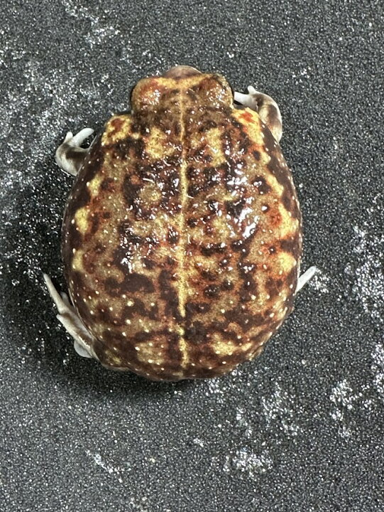 楽天市場】【BearsFrog】アメフクラガエル 約3~4cm 1匹 : BearsFrog 