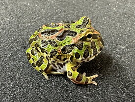 【BearsFrog】ベルツノガエル　国内CB　約3cm　1匹