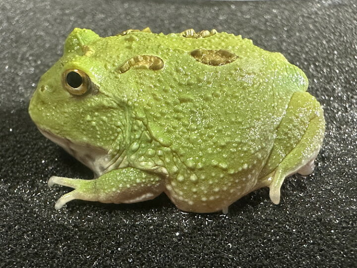 楽天市場】【BearsFrog】クランウェルツノガエル マスカット 国内CB 約 🐵【クランウェルツノガエル グリーン】Lサイズ