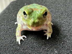 【BearsFrog】チャコガエル（シャクレ個体）　　国内CB　約2～2.5cm　1匹