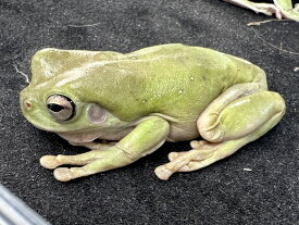 【BearsFrog】イエアメガエル　WC　約7~8cm　1匹