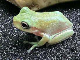 【BearsFrog】イエアメガエル　ブルー血統　CB　約2.5cm　1匹