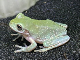 【BearsFrog】イエアメガエル スノーフレーク　CB　約2～2.5cm　1匹