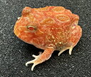 【BearsFrog】クランウェルツノガエル　ストロベリー　アプリコット　アルビノ　スーパーレッド　国内CB　約3cm　1匹