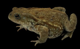 【BearsFrog】ミヤコヒキガエル　WC　約5～7cm　1匹