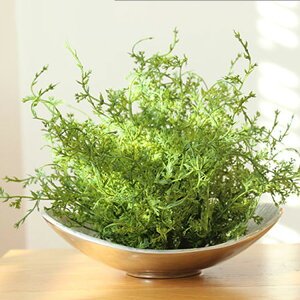 yȂ邷ztFCNO[ tth[ O[  t t tFCN K[h lHϗtA A[eBtBVO[ Ǌ| ~j  ϗtA  k i`