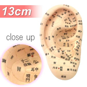 Beaut ͌^ ڃWG[ 13cm^Cv`{\LyBeaut莨ڐ}tz