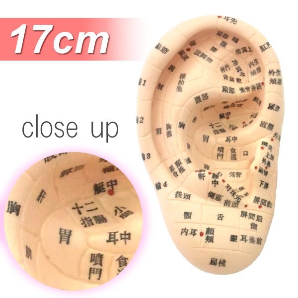 Beaut 耳模型 耳つぼジュエリー １７cmタイプ〜日本語表記