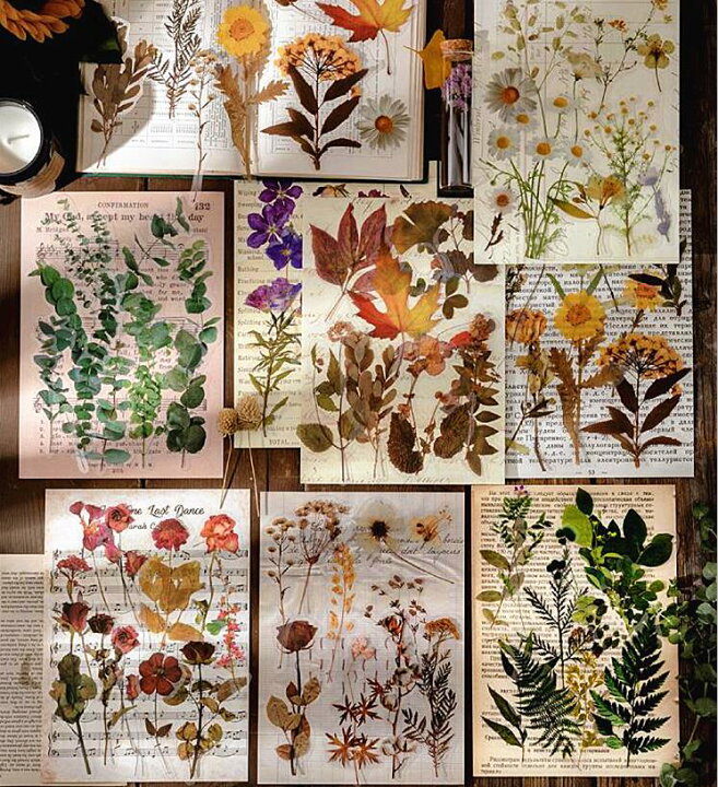 楽天市場 即日発送 海外ステッカー 大きめ 押し花 シール ステッカー クリア Pet 全8種類 手帳デコ コラージュ 素材 植物 花 フラワー 薔薇 ローズ 葉 木の実 植物ドライフラワー 落ち葉 枯れ葉 イチョウ ジャンクジャーナル デコレーション デコ 素材 おしゃれ