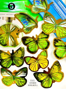 o COV[ 傫TCY   R[Wf NAV[ o^tC X 1010 t[NV[ PET  ϐ V[ WNW[i 蒠fR R[W f f