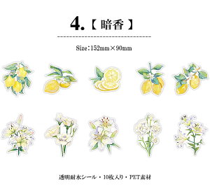 o NAV[ 傫     S  z AWTC  CXg V[ R[Wf t[c ʕ ԕ PET ϐ XebJ[ XNbvubLO 