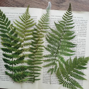 o NAV[ [WTCY R[Wf  [Y KN hCt[  t  V_ A ԕ CXgV[ 傫 PETV[ _CJbg ϐ t[