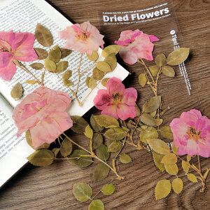 o NAV[ [WTCY R[Wf  [Y KN hCt[  t  V_ A ԕ CXgV[ 傫 PETV[ _CJbg ϐ t[