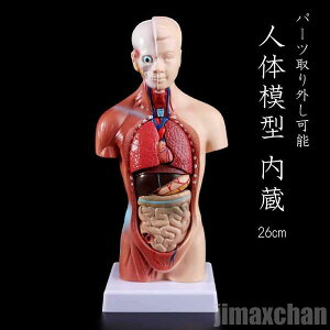 V Cy l̖͌^  26cm uKp uK 搶   Z ׋ VR wZ a NX}X Mtg TvCY Fl Ƒ p[eB[ l VY q C