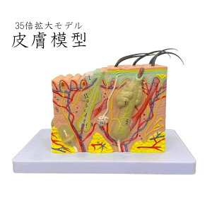 V Cy 畆 ͌^ 35{g uKp uK 搶   Z ׋ VR wZ a NX}X Mtg TvCY Fl Ƒ p[eB[ l VY q Cx