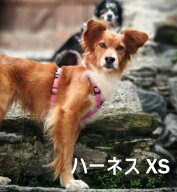 ハキハナハーネス【H】【XSサイズ】小型犬【イタリア・ハキハナ社正規品　5年保証】【サイズ交換可能】ハ…