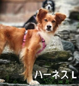 ハキハナ社製ハーネス【H】【Lサイズ】イタリア製 愛犬 犬用 軽量 胴輪 【日本正規代理店 5年保証】【アキアーナハーネス】