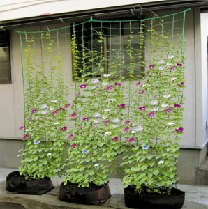 【緑のカーテンを作ろう】つる栽培ネット つるもの ネット 野菜誘引 10cm角目 1.8m*2.7m 四隅取付ロープ付 ゴーヤ ヘチマ 朝顔 カーテン 田畑 菜園 園芸用品 緑
