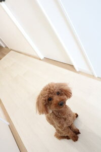 ybgpL~V[g@W@80cmx300cm PRO-0130 yaOrA@p@Lp@ׂh~@h~@L@h@h@ʕی@@{ybgpi@ybgObYz