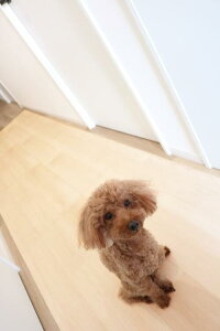 ybgpL~V[g@BE@80cmx300cm PRO-0230 yaOrA@p@Lp@ׂh~@h~@L@h@h@ʕی@@{ybgpi@ybgObYz