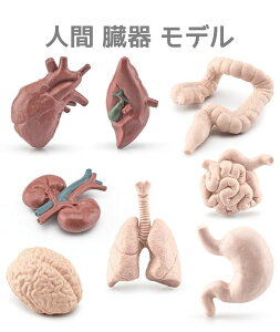 【新商品ポイントUP】8個人間臓器モデル模型 教育ツール リアル立体人体 解剖学モデル 視覚触覚学習 生物学 身体 健康教育 キット 生命科学 幼児児童教育 人体学模型 サイエンス 科学教育