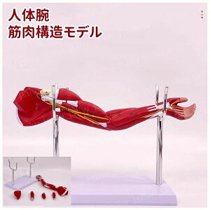 人体腕筋肉構造モデル 筋肉解剖模型 上肢の筋肉分解 血管神経 展示スタンド付き 取り外し可能 組み立て デラックスモデル 人体模型 教学用モデル 医学教育用 院内模型 施術説明用 PVC製