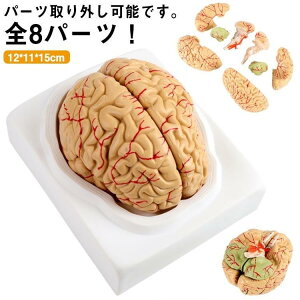 頭蓋骨 学習 高性能 勉強 医学 全8パーツ取り外し可能 立体 脳 脳モデル 断面 脳みそ 模型 大脳 学習 脳模型 解剖 仕組み 人体模型 断面図 図鑑 医師 医学生 神経学 テスト 脳解剖模型