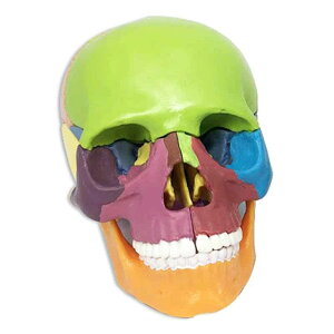 WXJW{ l̖͌^ pY ΂΂ 15p[c 1/2TCY