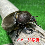 【自然採取】 国産カブトムシ Mサイズ ♀X2 生体 計2頭 WILD かぶとむし 昆虫飼育 ブリード 夏休み 自由…