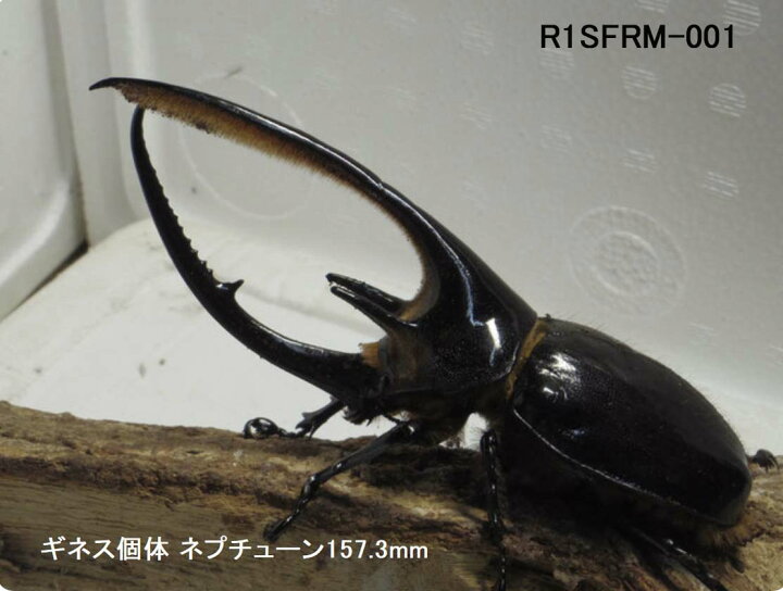 楽天市場】【ギネス級続出最強マット】Rush1 Super Fine レギュラー 