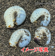 国産カブトムシ 3令幼虫 ♂2♀2 生体 計4頭 200mlカップ入り 4個 (Rush-1 SFレギュラーマット 各カップ約…