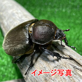 国産カブトムシ Sサイズ ♀X3 生体 計3頭 かぶとむし 昆虫飼育 ブリード 夏休み 自由研究「ひとつのケースから性を学び、孵化した誕生の神秘、そして命の大切さを、家族が一つになって学んでみませんか？オスはいるんだけど！と言う方に是非！