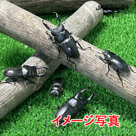 【幼児・低学年向き】小さなコクワガタ 成虫 ♂3頭♀2頭 生体 計5頭 クワガタ 成虫 昆虫 生体 ペット