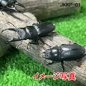 国産本土コクワガタ MLサイズ ペア ♂1頭♀1頭 生体 計2頭 クワガタ 昆虫 生体 ペット (発送：60サイズ）