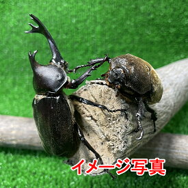 国産カブトムシ (L) 1ペア ♂X1♀X1の計2頭 大きなかぶとむし 昆虫 昆虫飼育 ブリード 夏休み 自由研究「ひとつのケースから性を学び、孵化した誕生の神秘、そして命の大切さを、家族が一つになって学んでみませんか？
