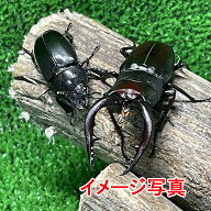 【超特大】 国産ノコギリクワガタ 成虫 超特大型ペア ♂水牛顎(大歯) 1頭 66-68mm ♀1頭 30mmUP 生体 計2…