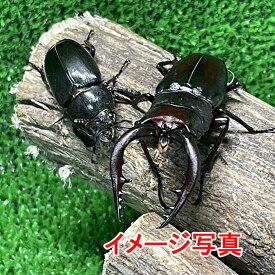 【超特大】 国産ノコギリクワガタ 成虫 超特大型ペア ♂水牛顎(大歯) 1頭 66-68mm ♀1頭 30mmUP 生体 計2頭 ノコギリ 水牛顎 クワガタ 昆虫 生体 ペット (発送：60サイズ）