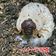 大型血統 ヘラクレスオオカブト 2令中期～3令初期幼虫 ♂♀(オスメスペア) 生体 計2頭 Rush-1 レギュラー…