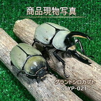 楽天市場】カブト ブリード（昆虫｜ペット・ペットグッズ）の通販