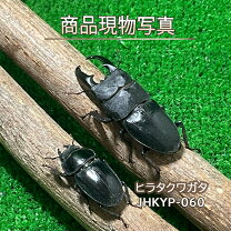 楽天市場】ヒラタクワガタ メス（種類（昆虫）クワガタ）の通販