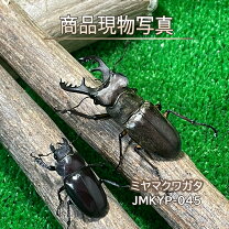 楽天市場】国産クワガタの通販