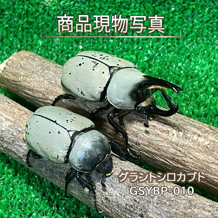 楽天市場】グラントシロカブト 大型ホワイト血統ペア 生体 計2頭 