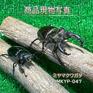 国産天然ミヤマ(深山)クワガタ 成虫 特大型ペア 生体 計2頭 ♂68.1mm ♀39.5mm 国産クワガタ クワガタ 昆…