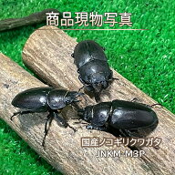 国産ノコギリクワガタ 成虫 中型メス 27-30mm 生体 計3頭 ブリーディング用に是非 ノコギリ クワガタ メ…
