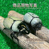 グラントシロカブト 成虫ペア 生体 計2頭 ホワイト血統 B品 現物販売 ♂72.1mm♀49.8mm (GSUBP-004) B品 …