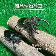 【超特大】 ミヤマクワガタ ペア ♂71.7mm ♀39.5mm 生体 計2頭 【JMKYP-049】 国産 クワガタ 昆虫（発送…