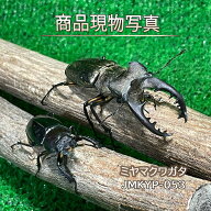 【特大】 ミヤマクワガタ ペア ♂68.1mm ♀37.2mm 生体 計2頭 【JMKYP-053】 国産 クワガタ 昆虫（発送：…